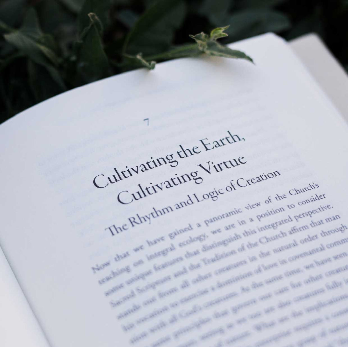 Cosmic Covenant: A Catholic Theology of Creation